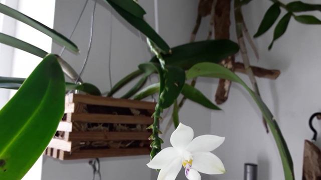 Phalaenopsis tetraspis opens her single bloom смотреть онлайн