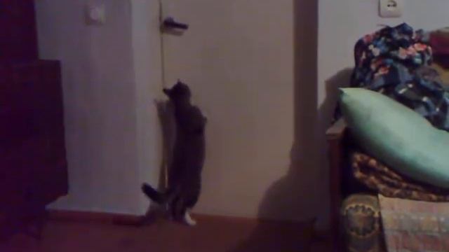 Кошка открывает дверь смотреть онлайн