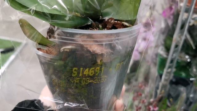 Орхидеи с названиями в свежем завозе магазина Бауцентр г. Омск. смотреть онлайн