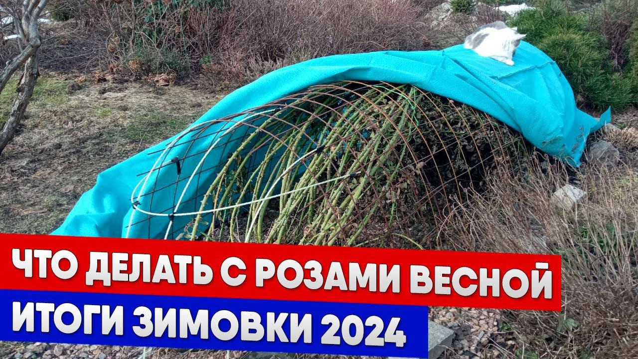Что делать с розами весной, итоги зимовки 2024