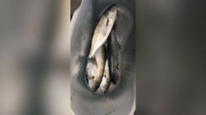 Тактика ловли луфаря на тонущие воблеры. Зимний спиннинг на море.