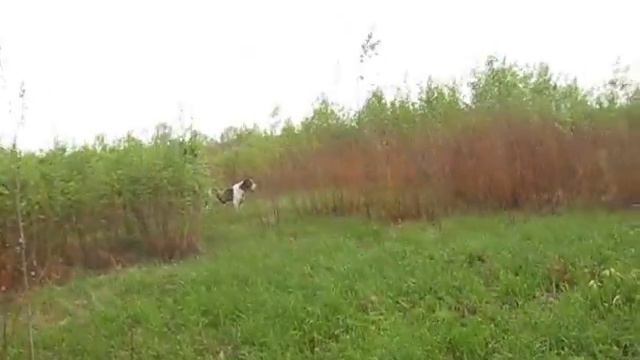 Алабаи. Наши азиатики . Нока гуляет в поле, май 2012. смотреть онлайн