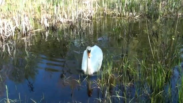 Птенцы лебедя, Лиепая, 27.04.15 смотреть онлайн