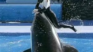 The Terrifying Killer Whale - Tilikum’s Final Victim Dawn