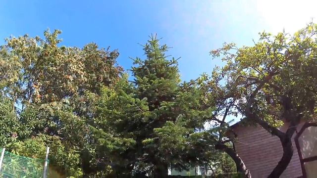 Пихта Нордмана.Ленинградская обл. смотреть онлайн