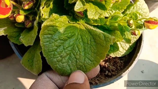 How To Grow And Care Calceolaria Ladyspurse Flower Plant Winter Care Tips.