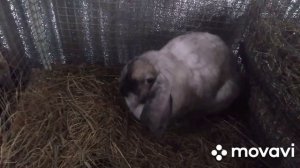 Агрессивные самки. Оставлять ли таких на племя?Какое будет потомство?