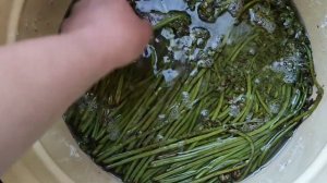 Засолка папоротника на зиму