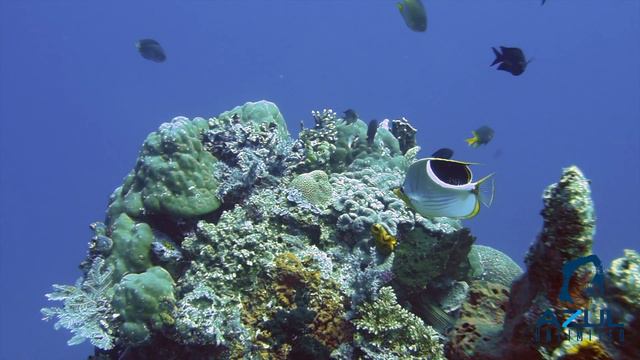 Scuba Diving in Komodo National Park - Azul Unlimited смотреть онлайн