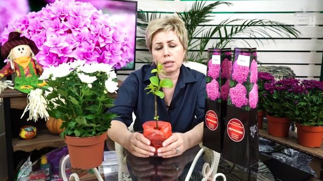 Гортензия крупнолистная PERFECTION смотреть онлайн