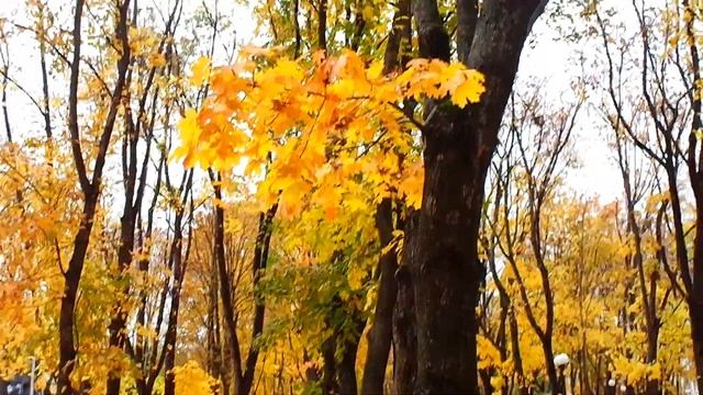 ЦАРИЦА - ОСНЬ # QUEEN - AUTUMN # Время тихой любви _ Time of quiet love _ Edgar-tuniyanc смотреть онлайн