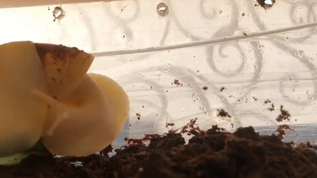 Улитки ахатины смотреть онлайн