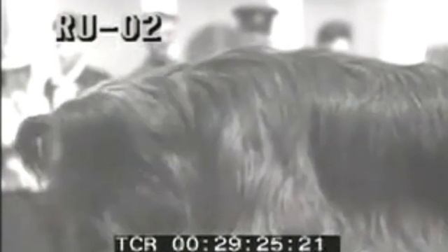 1945 Москва,парк ЦДКА- выставка собак (the Dog Show,Moscow,USSR) смотреть онлайн