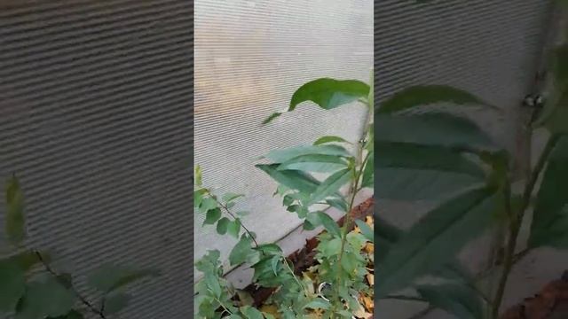 Хочу вырастить наш "Марийский персик"!! смотреть онлайн