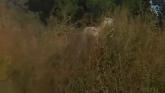 любе.конь.avi смотреть онлайн