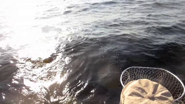 TROLLING. Отчет о рыбалках троллингом на Южной Ладоге. Лето 2021 года.