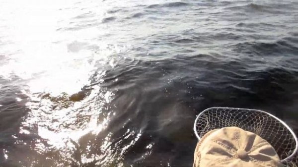 TROLLING. Отчет о рыбалках троллингом на Южной Ладоге. Лето 2021 года.