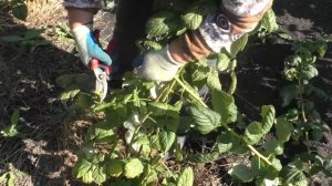 Борьба с вредителями, стеклянница  малинная