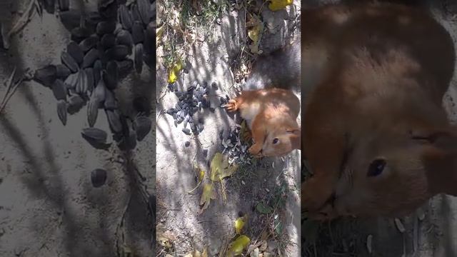 сделал домик, пришли белки, подкармливаю смотреть онлайн