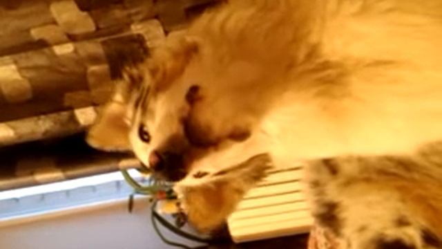 aussie Joan смотреть онлайн