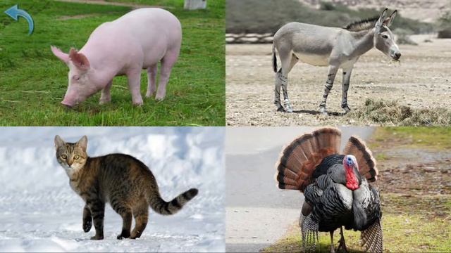 Домашні тварини. Вивчаємо домашніх тварин українською мовою.