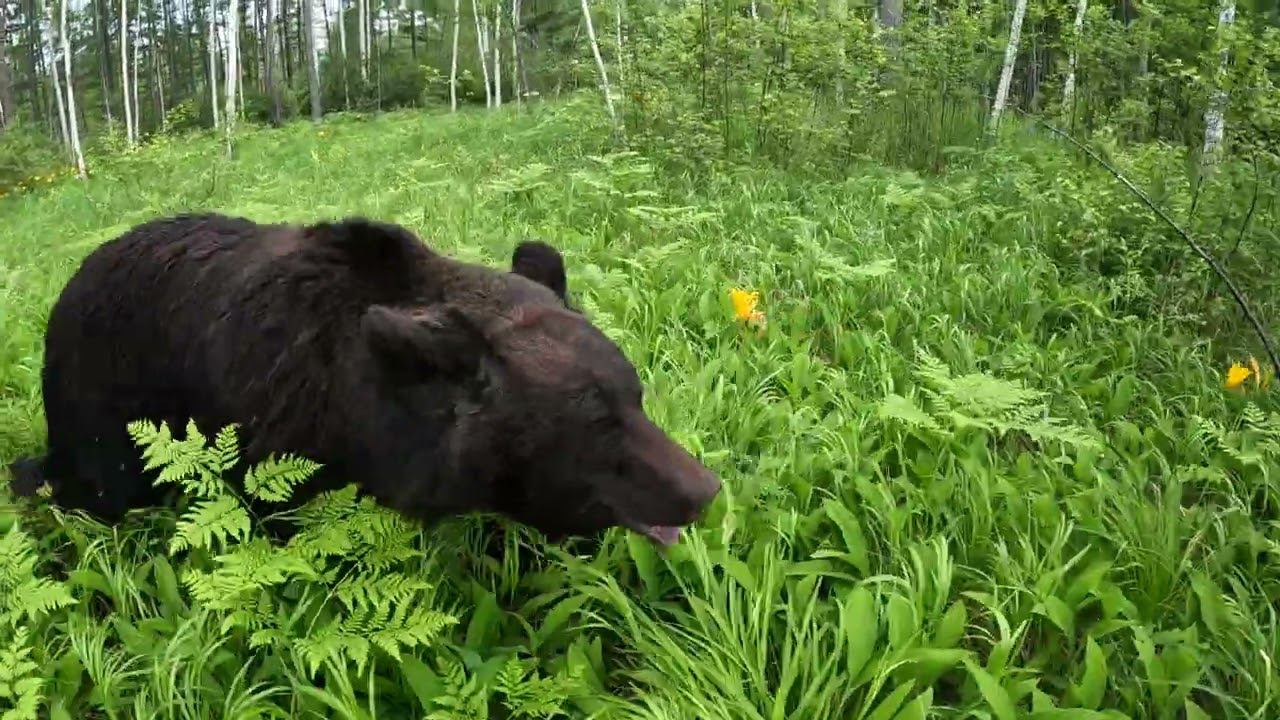 Медведи равнодушны к цветам. смотреть онлайн