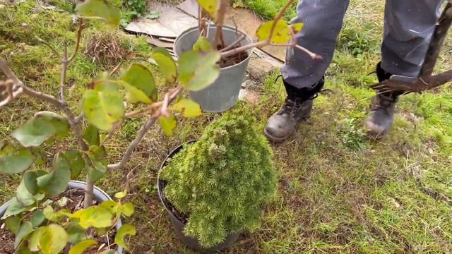 Малина для друзей | Саженцы Леруа Мерлен | Агроткань мульчирование смотреть онлайн
