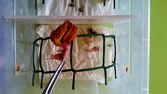Morelia viridis feeding, 9 juvenile смотреть онлайн