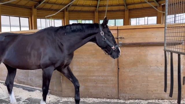 как проходит день коновода | экскурсия по КСК Пегас смотреть онлайн