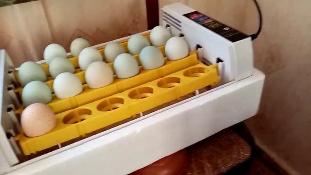 Закладка инкубационного яйца породы кур Ухейилюй! смотреть онлайн
