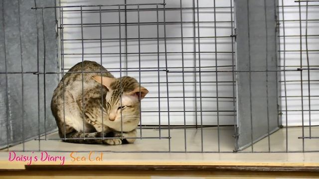 Daisy's Diary: TICA All Breed Cat Show with Cats, Kittens, & Household Pets, Auburn, CA, 2023, 4K смотреть онлайн