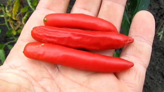 Serrano - Самый популярный сорт перца