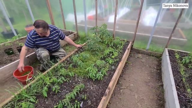 МУЛЬЧИРОВАНИЕ грядок. Как правильно МУЛЬЧИРОВАТЬ грядки с томатами. смотреть онлайн