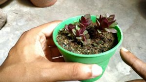 Anacampseros Sunrise Succulents Plant Care