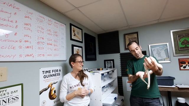 Ball Python Weight Races with the Family!!! The battle begins! смотреть онлайн