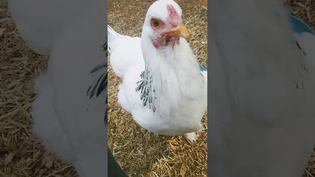 chickens raid смотреть онлайн