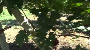 Виноград Голд фингер.