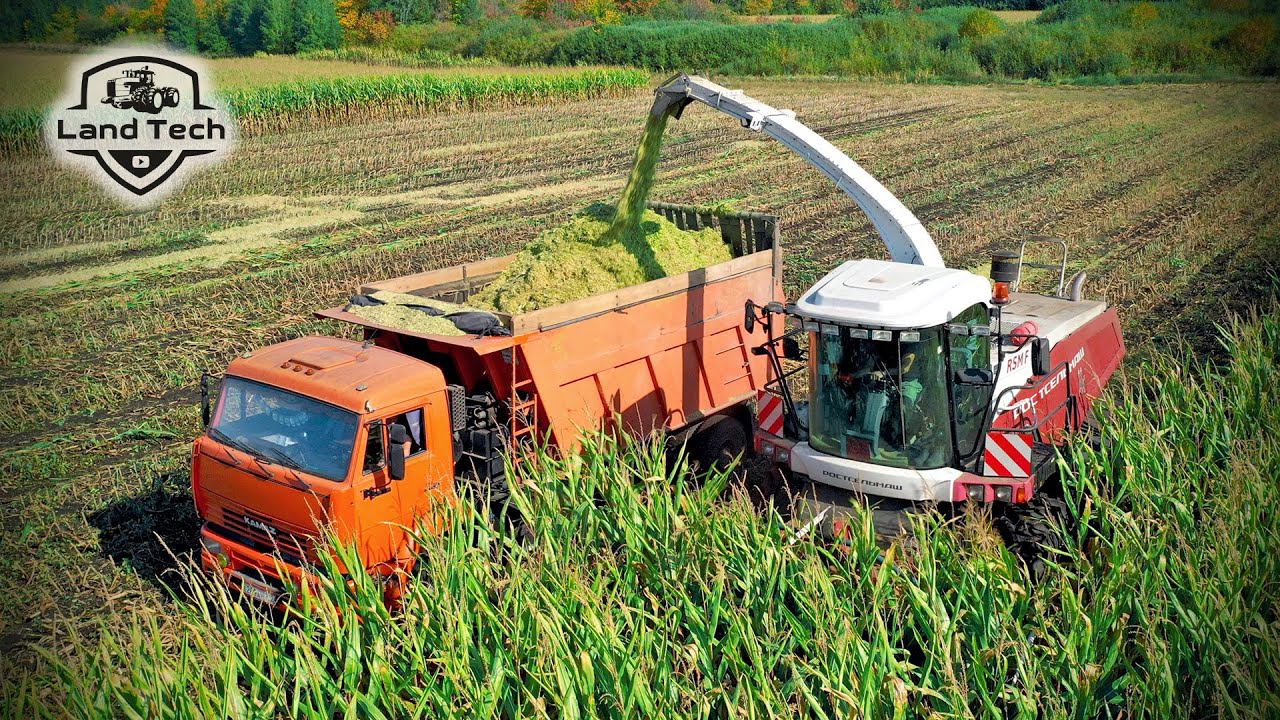 Новый Российский кормоуборочный комбайн RSM F1300 на уборке кукурузы на силос! смотреть онлайн