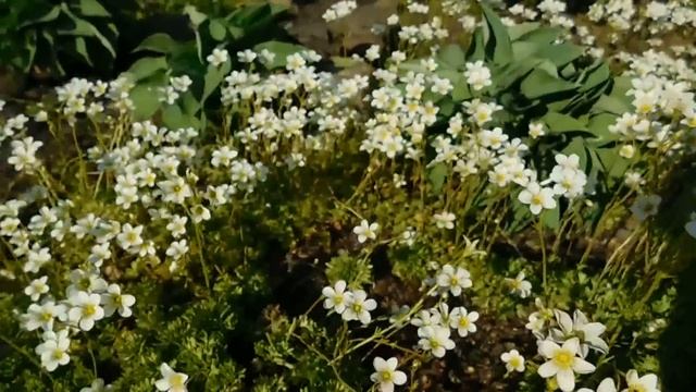 Камнеломка ! Выращивание дома и в саду ! смотреть онлайн