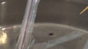 При какой ТЕМПЕРАТУРЕ умирает КЛЕЩ