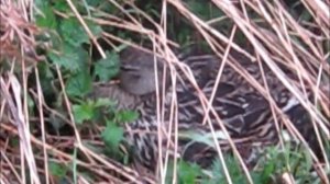 Гнездо кряквы / Wild duck's nest