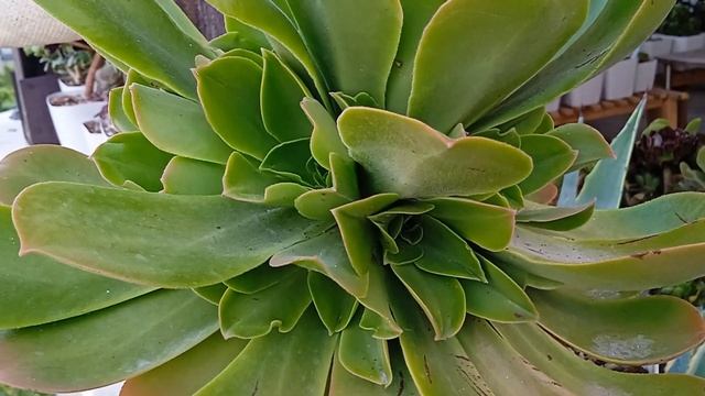 Эониум-тур по Стамбулу. Часть 2 // Collection of Turkish aeonium growers смотреть онлайн