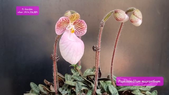 VLDD - lan hài mốc hồng - Paphiopedilum micranthum смотреть онлайн