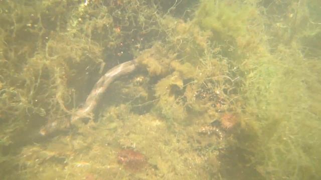 Водяной уж ловит и съедает бычка кругляка. Казантипский заповедник. смотреть онлайн