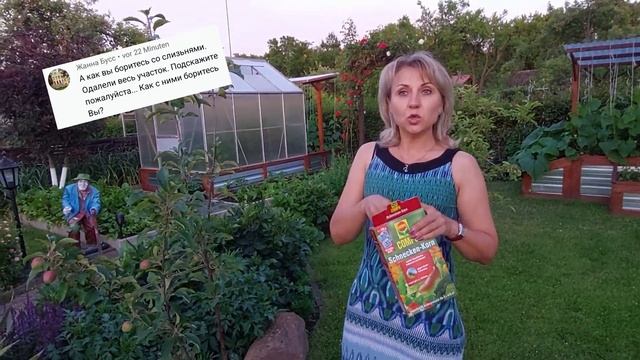 Как бороться со слизнями на огороде @galabum смотреть онлайн