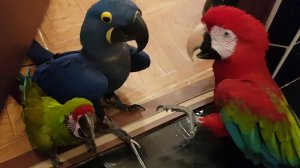 Пацаны на районе!) Приколы с попугаями!Разборка попугаев!Смешное видео!