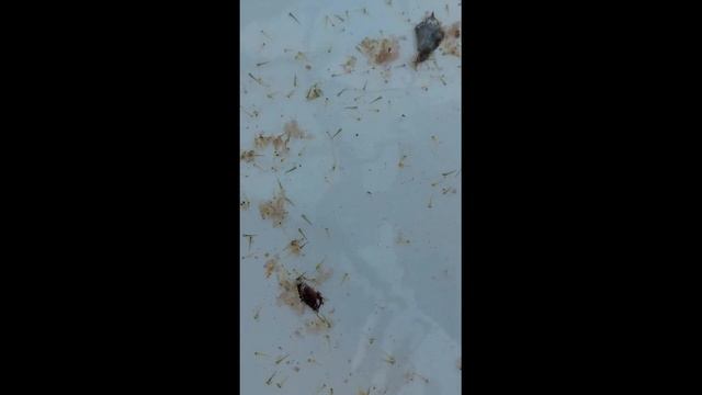 Koi Breeding Discover The Magical Metamorphosis: Eggs To Larva To Koi Fry