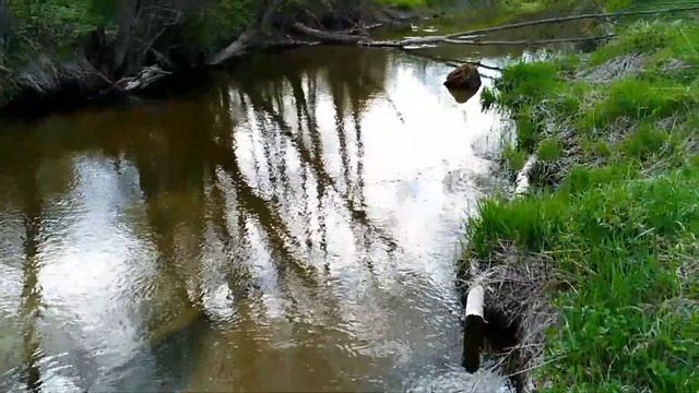 Влог. Прогулка по московскому лесу с Катей. смотреть онлайн