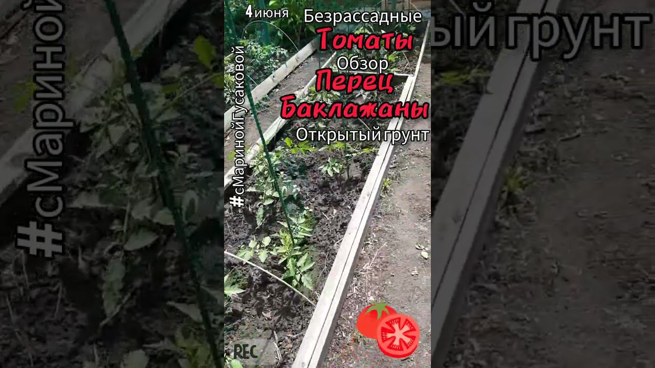 Выращивание ТОМАТОВ безрассадные, без стаканов, 60 дней от всходов Перец и Баклажаны ОГ️4 июня смотреть онлайн
