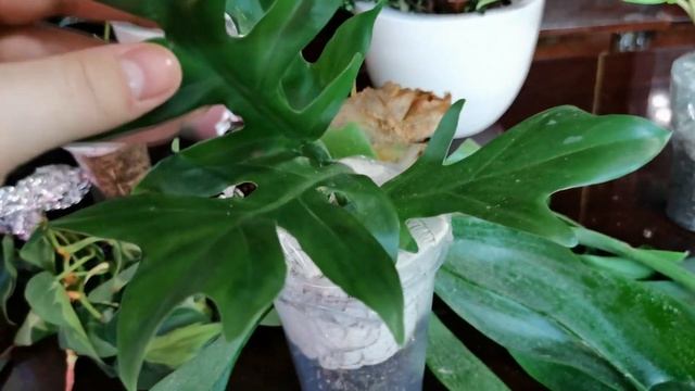 НОВИНКИ/ От Светланы и Елены /Платицериум/Филы. смотреть онлайн